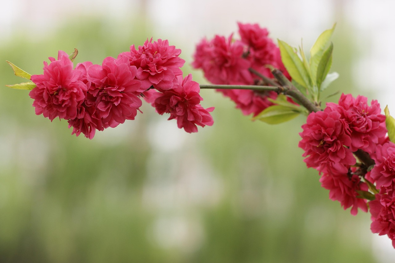 not, unknown flower, unknown